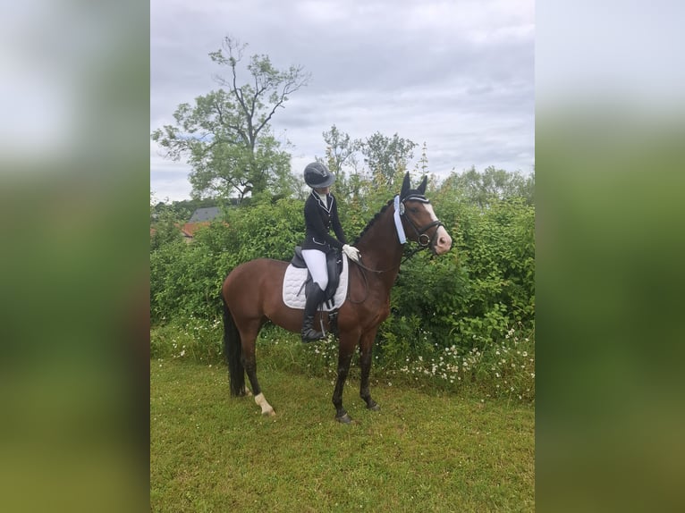 Hanovrien Jument 7 Ans 155 cm Bai in Ronnenberg