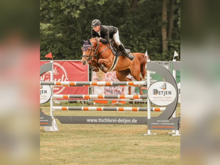 Hanovrien Jument 7 Ans 156 cm Alezan in Rosengarten