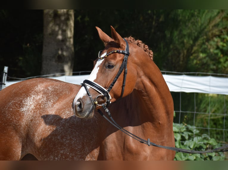 Hanovrien Jument 7 Ans 160 cm Alezan in D&#xE4;tgen