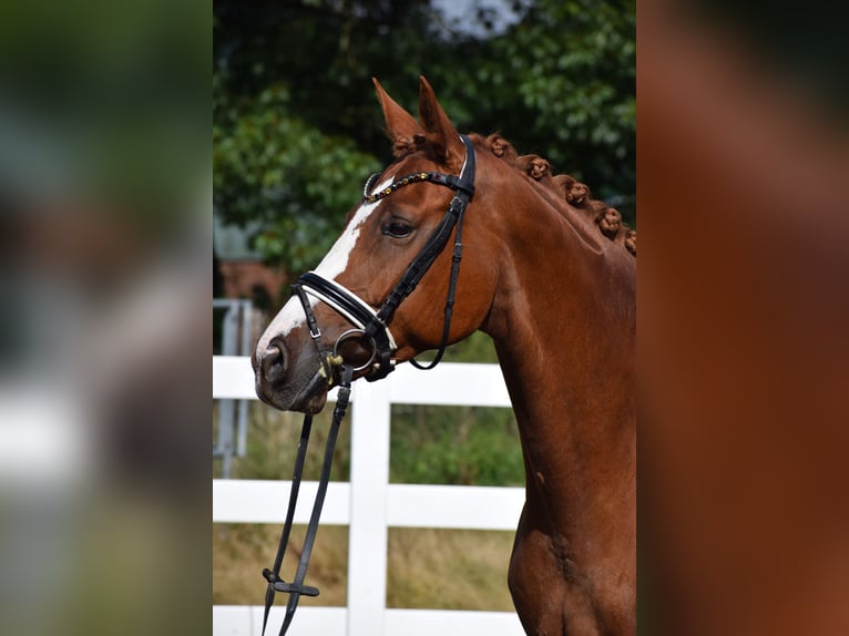 Hanovrien Jument 7 Ans 160 cm Alezan in D&#xE4;tgen