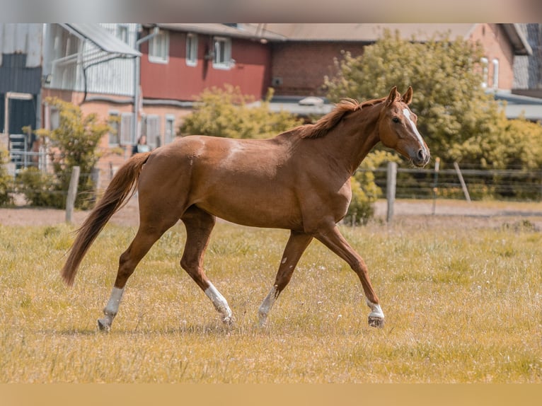 Hanovrien Jument 7 Ans 160 cm Alezan in Struvenh&#xFC;tten
