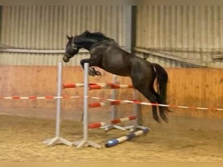 Hanovrien Jument 7 Ans 160 cm Bai brun in Schneverdingen