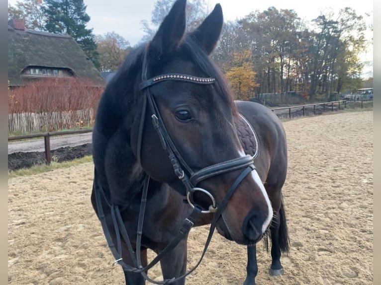 Hanovrien Jument 7 Ans 160 cm Bai brun in Schneverdingen