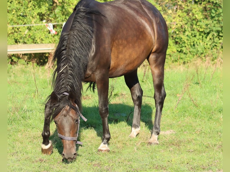 Hanovrien Jument 7 Ans 160 cm Bai brun in Holtgast