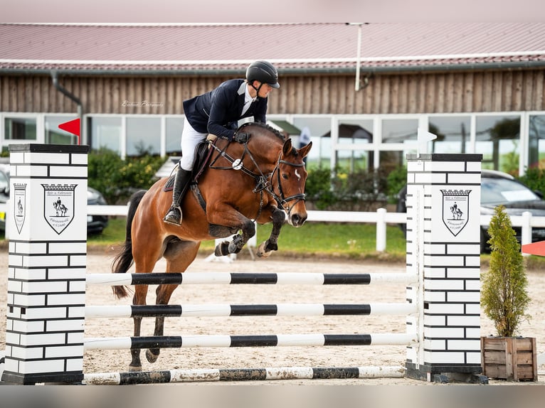 Hanovrien Jument 7 Ans 160 cm Bai in Bebra