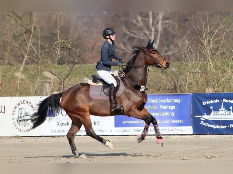 Hanovrien Jument 7 Ans 160 cm in M&#xFC;ssen