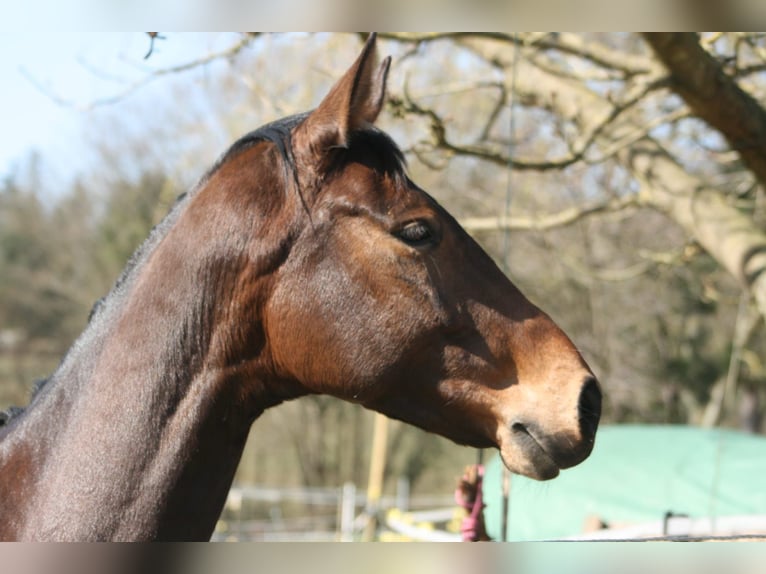 Hanovrien Jument 7 Ans 160 cm in M&#xFC;ssen