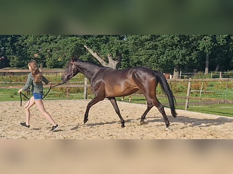 Hanovrien Jument 7 Ans 161 cm Bai brun foncé in Weertzen