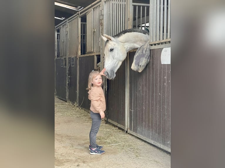 Hanovrien Jument 7 Ans 161 cm Gris in Euskirchen