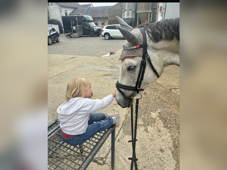 Hanovrien Jument 7 Ans 161 cm Gris in Euskirchen