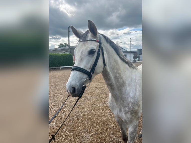 Hanovrien Jument 7 Ans 161 cm Gris in Euskirchen