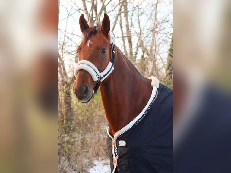 Hanovrien Jument 7 Ans 162 cm Alezan brûlé in G&#xF6;tzendorf an der Leitha