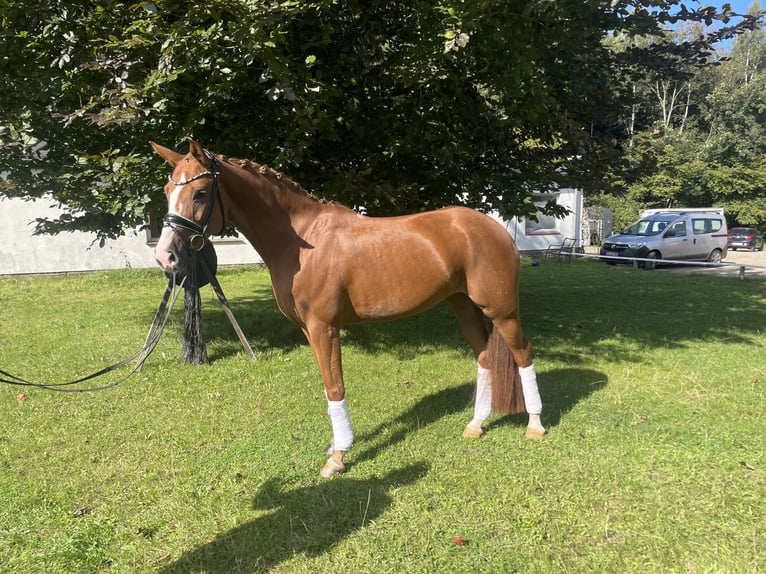 Hanovrien Jument 7 Ans 162 cm Alezan in Schierensee Hanovrien Jument 7 Ans 162 cm Alezan in Schierensee