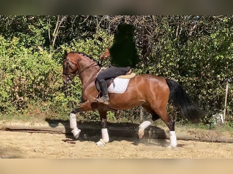 Hanovrien Jument 7 Ans 162 cm Bai in Klosterneuburg