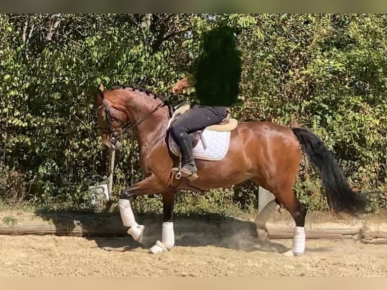 Hanovrien Jument 7 Ans 162 cm Bai in Klosterneuburg