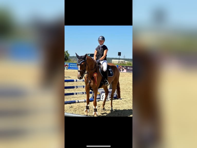 Hanovrien Jument 7 Ans 163 cm Alezan in Königslutter am Elm