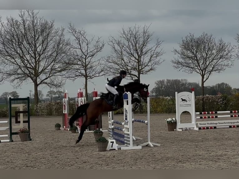 Hanovrien Jument 7 Ans 163 cm Bai in Berne