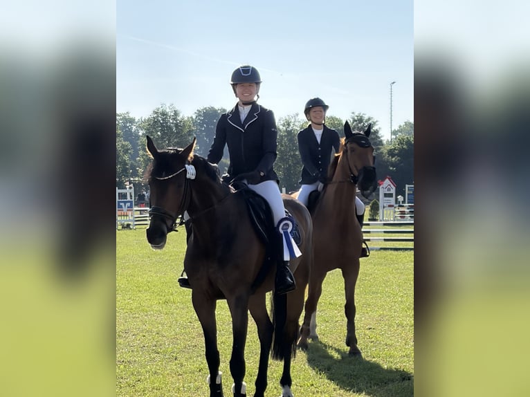 Hanovrien Jument 7 Ans 163 cm Bai in Berne