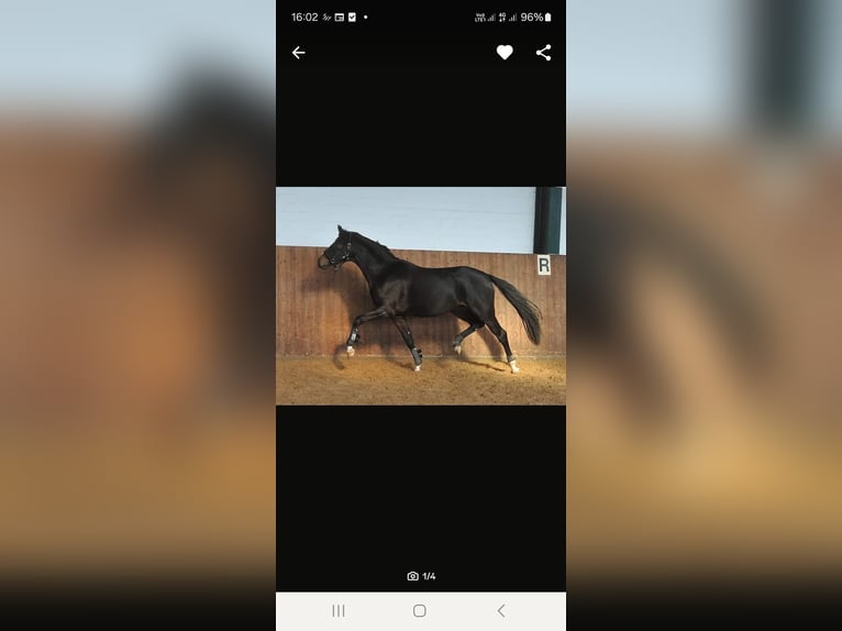 Hanovrien Jument 7 Ans 164 cm Bai brun foncé in Diepenau