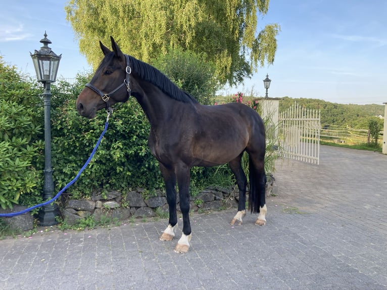 Hanovrien Jument 7 Ans 164 cm Bai brun foncé in Weilburg