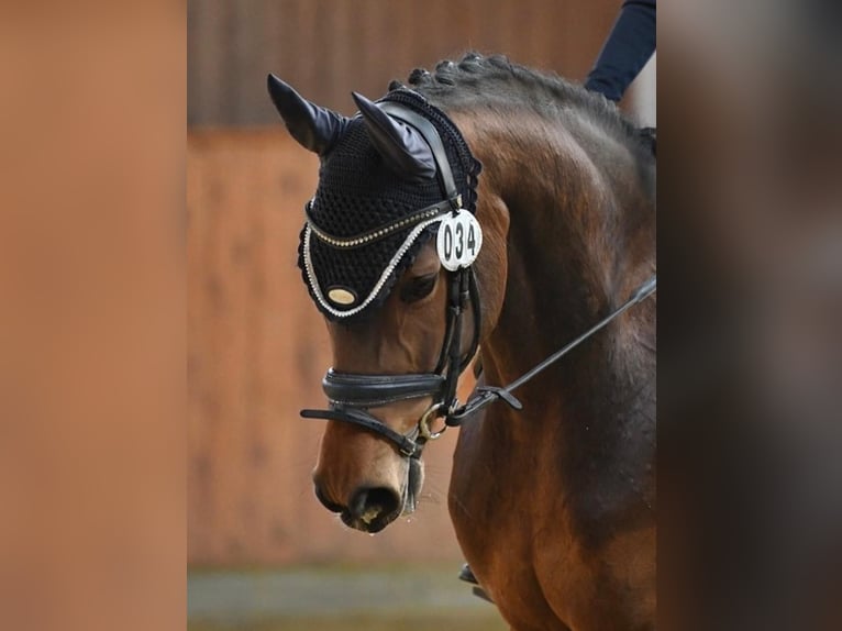 Hanovrien Jument 7 Ans 164 cm Bai in Bonefeld