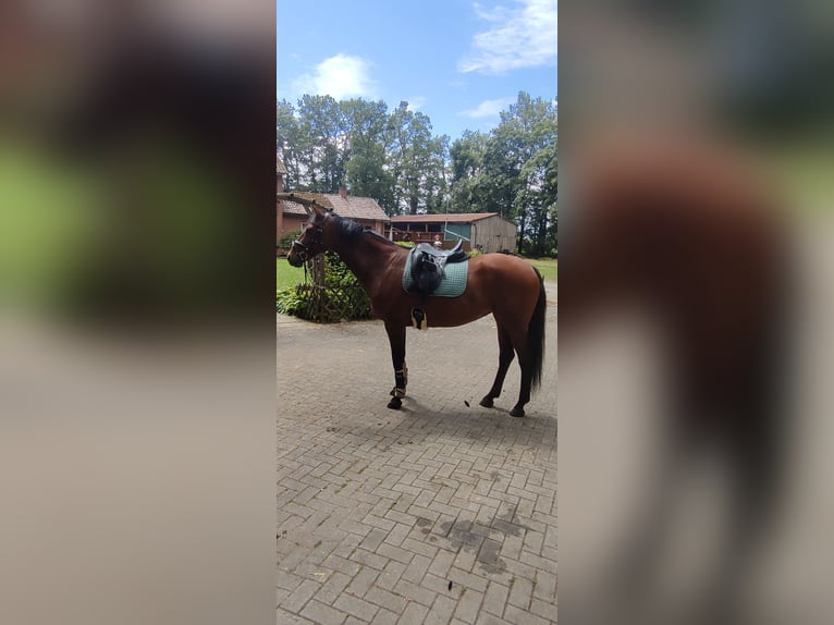 Hanovrien Jument 7 Ans 164 cm Bai in Wettrup