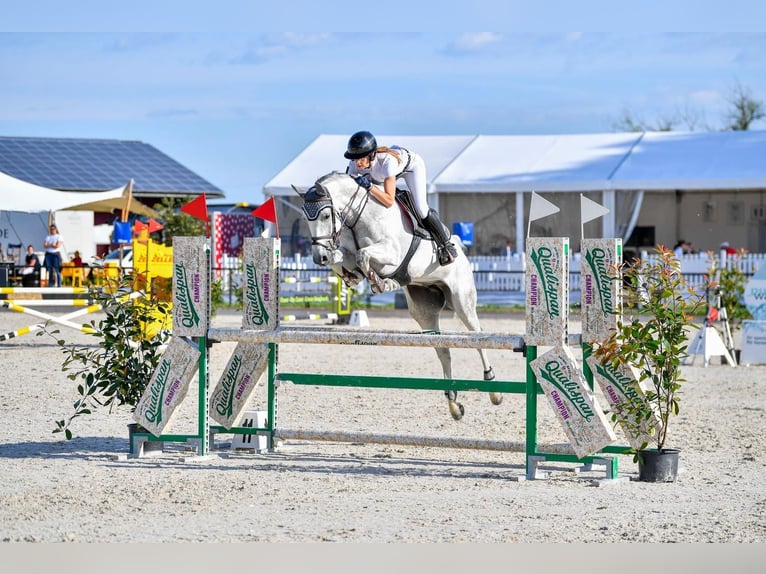 Hanovrien Jument 7 Ans 164 cm Gris in Uster 1