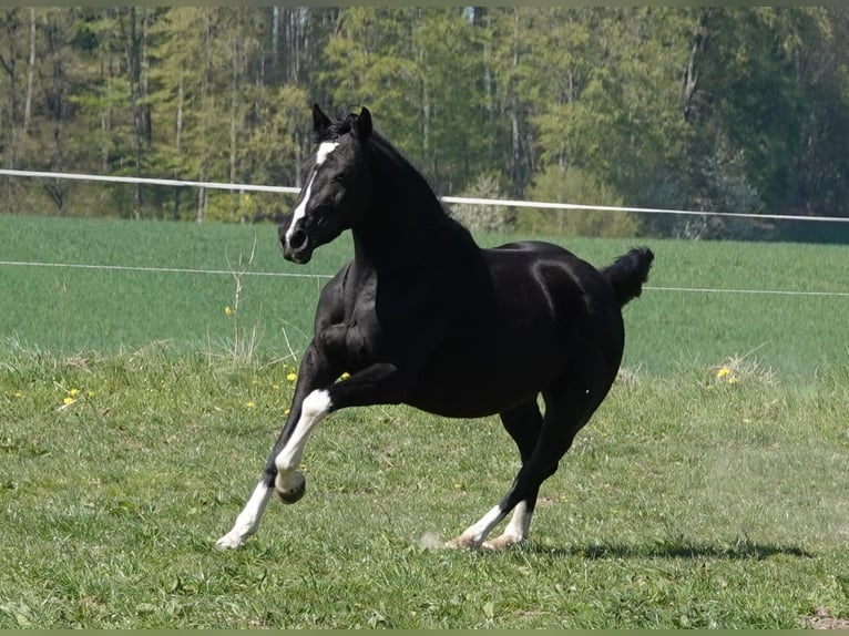 Hanovrien Jument 7 Ans 164 cm Noir in Gleichen