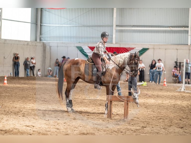 Hanovrien Croisé Jument 7 Ans 164 cm Pinto in Kiskőrös