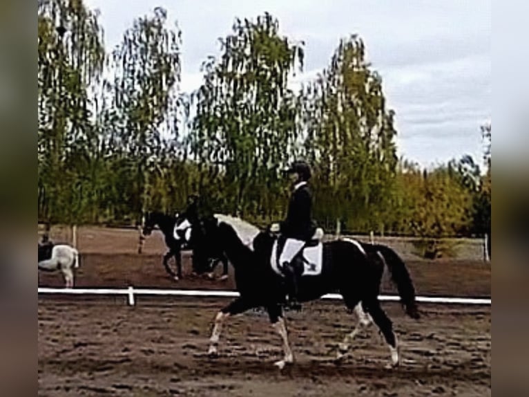 Hanovrien Croisé Jument 7 Ans 164 cm Pinto in Kiskőrös
