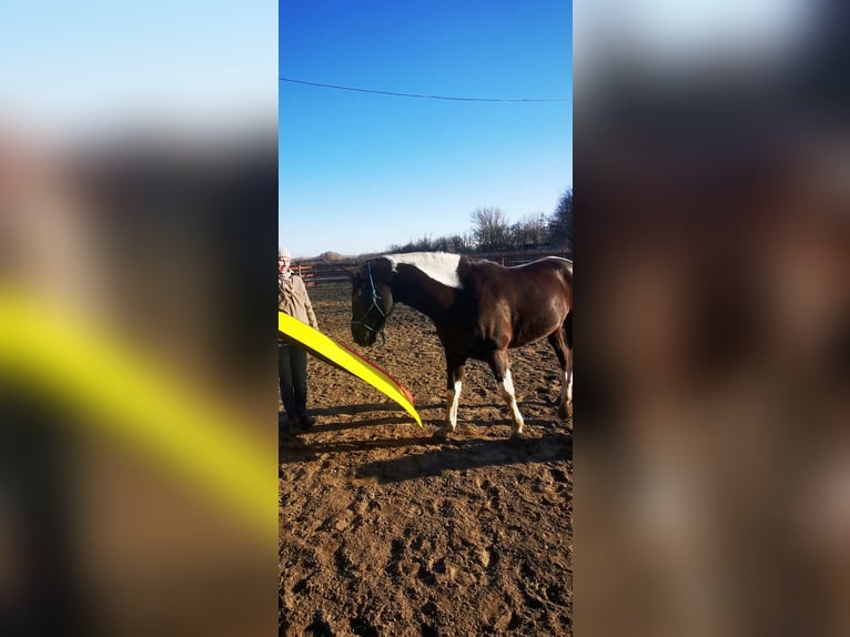 Hanovrien Croisé Jument 7 Ans 164 cm Pinto in Kiskőrös