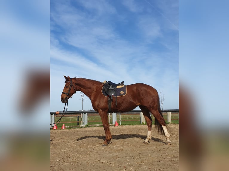 Hanovrien Jument 7 Ans 165 cm Alezan in Lindern (Oldenburg)