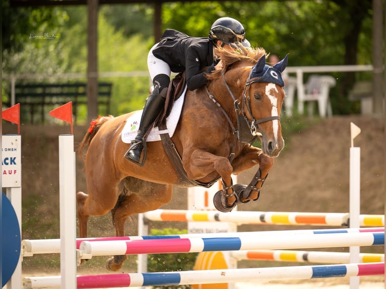 Hanovrien Jument 7 Ans 165 cm Alezan in Grevenbroich