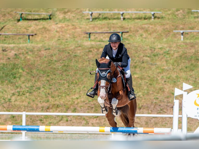 Hanovrien Jument 7 Ans 165 cm Alezan in Cottbus
