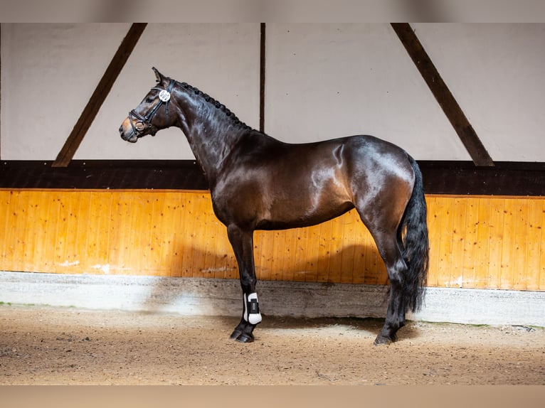 Hanovrien Jument 7 Ans 165 cm Bai brun in Dormagen