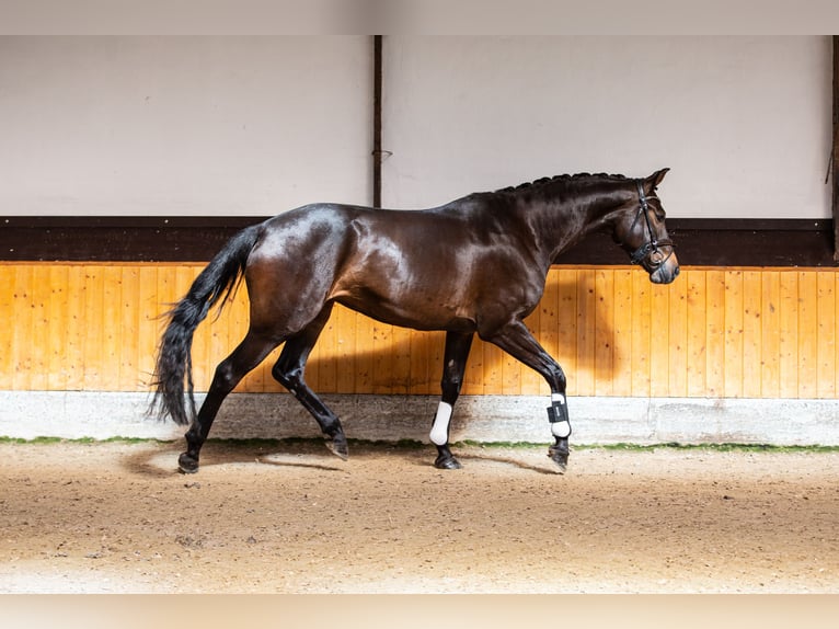 Hanovrien Jument 7 Ans 165 cm Bai brun in Dormagen
