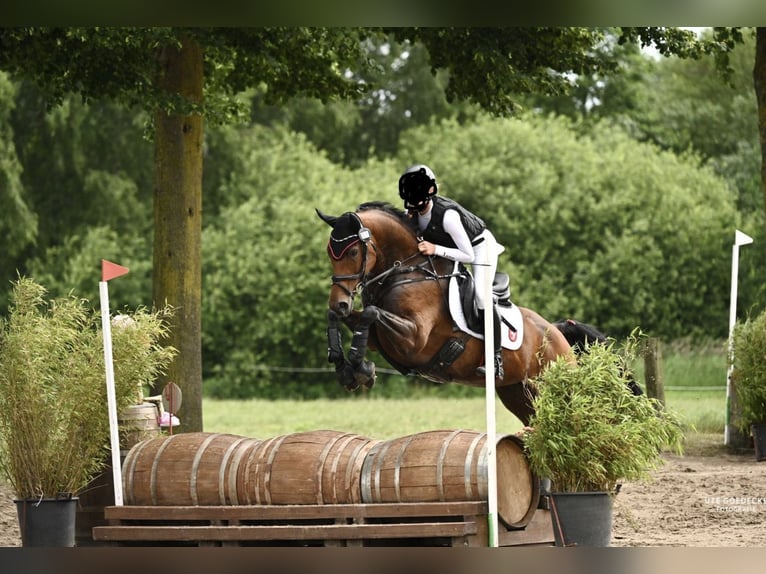 Hanovrien Jument 7 Ans 165 cm Bai in Paderborn