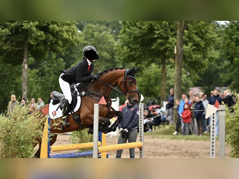 Hanovrien Jument 7 Ans 165 cm Bai in Paderborn