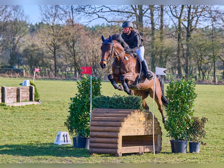 Hanovrien Jument 7 Ans 165 cm Bai in Egestorf