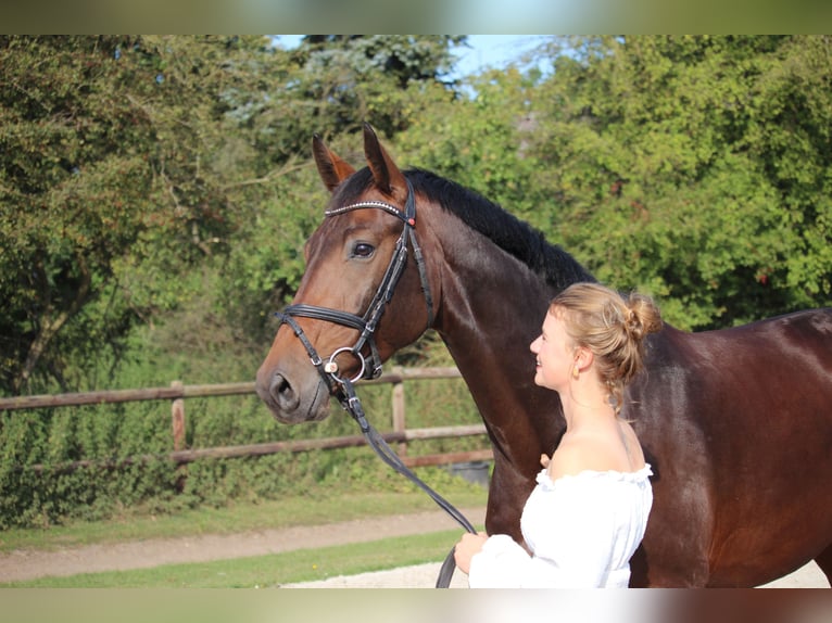 Hanovrien Jument 7 Ans 165 cm Bai in Egestorf