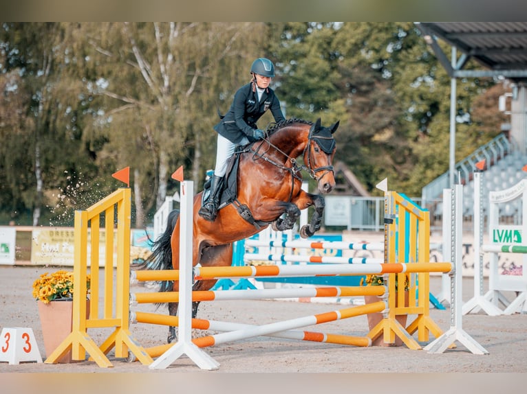 Hanovrien Jument 7 Ans 165 cm Bai in Egestorf
