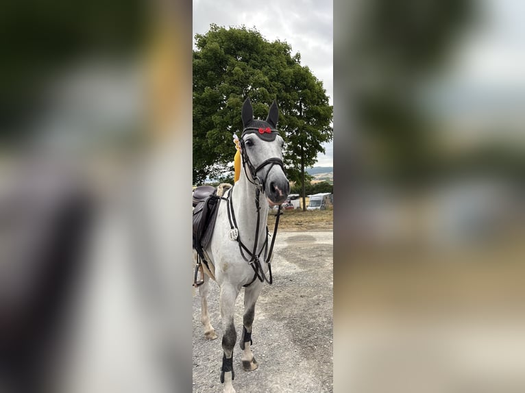 Hanovrien Jument 7 Ans 165 cm Gris in Bad Neustadt an der Saale