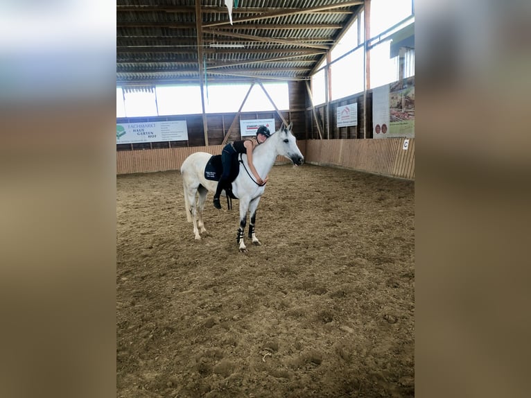 Hanovrien Jument 7 Ans 165 cm Gris in Bad Neustadt an der Saale