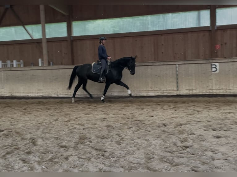 Hanovrien Jument 7 Ans 165 cm Noir in Hetschburg