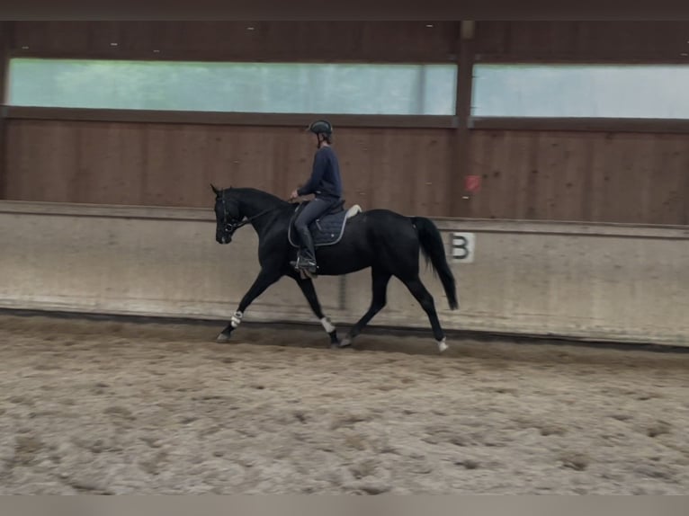 Hanovrien Jument 7 Ans 165 cm Noir in Hetschburg