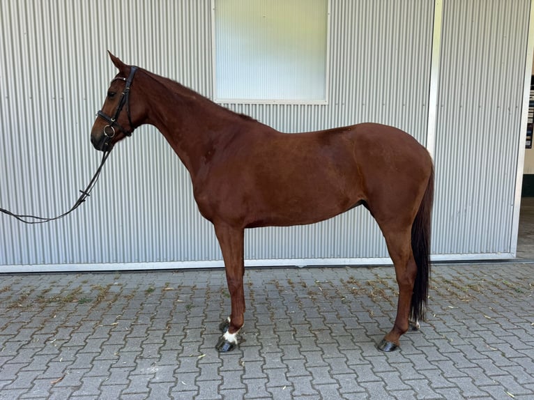 Hanovrien Jument 7 Ans 166 cm Alezan brûlé in Güglingen