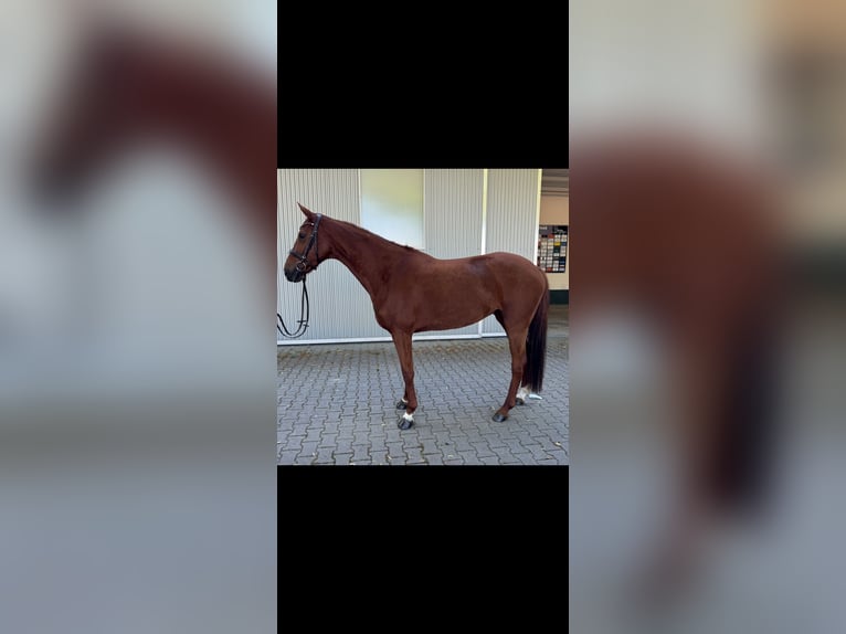 Hanovrien Jument 7 Ans 166 cm Alezan brûlé in Güglingen