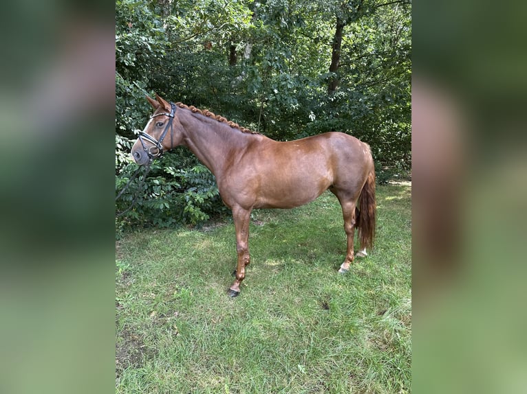 Hanovrien Jument 7 Ans 166 cm Alezan brûlé in Langen