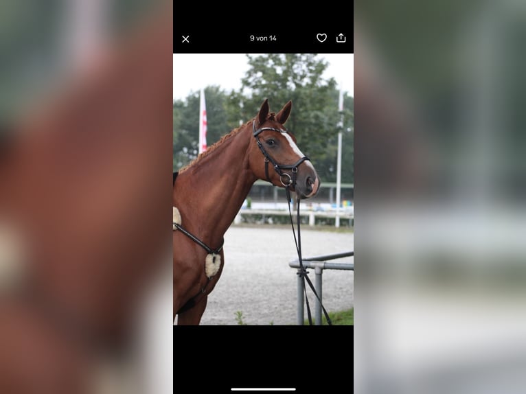 Hanovrien Jument 7 Ans 166 cm Alezan brûlé in Langen