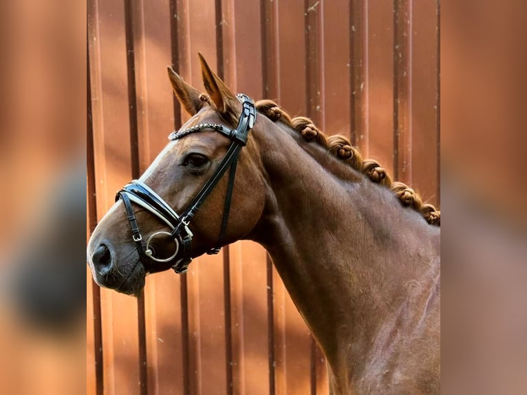 Hanovrien Jument 7 Ans 166 cm Alezan brûlé in Langen